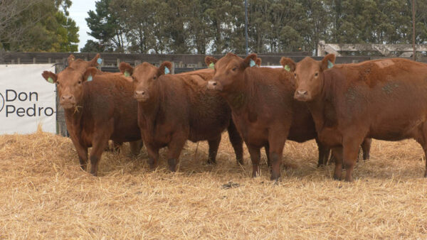 LOTE 06 – 6 VAQUILLONAS PC PREÑADAS