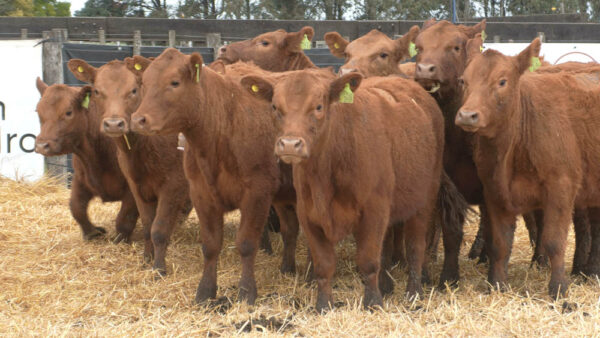 LOTE 16 – 10 VAQUILLONAS PC