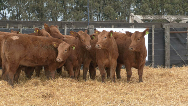 LOTE 18 – 10 VAQUILLONAS PC