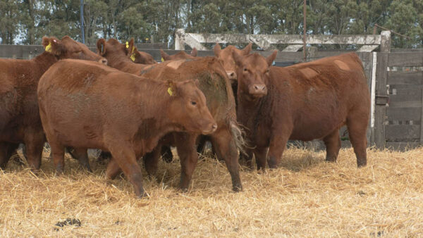 LOTE 07 – 10 VAQUILLONAS PC PREÑADAS