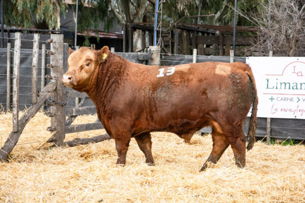 LOTE 34 – RP. 2313