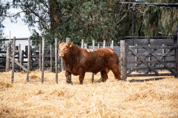 LOTE 35 – RP. 2320