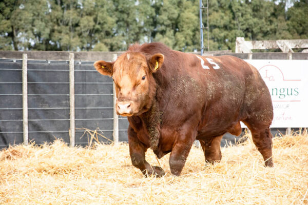 LOTE 28 – RP. 2325