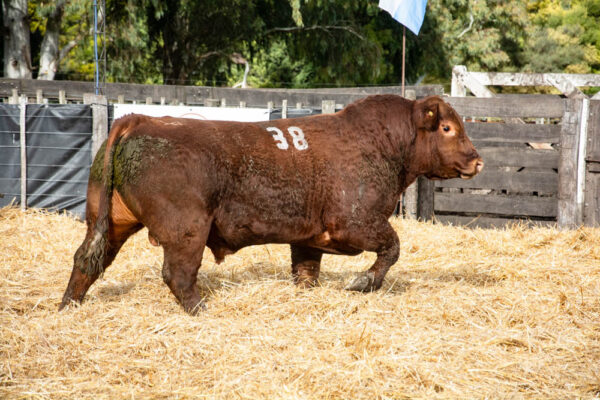 LOTE 36 – RP. 2338