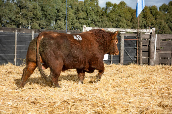 LOTE 35 – RP. 2340