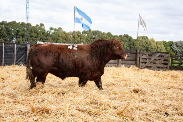 LOTE 33 – RP. 2342