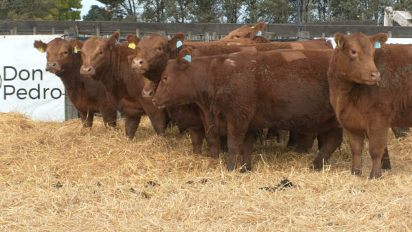 LOTE 08 – 10 VAC. PC PREÑADAS