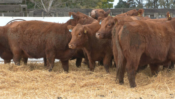 LOTE 09 – 9 VAC. PC PREÑADAS