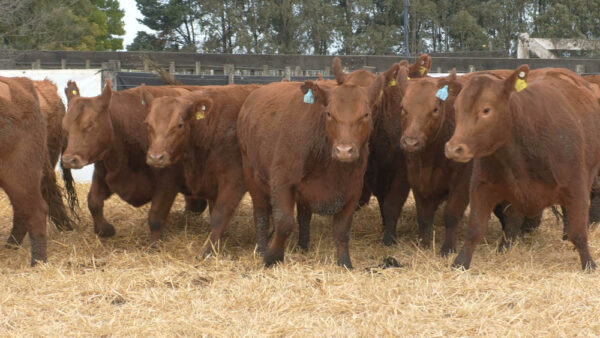 LOTE 10 – 10 VAQUILLONAS PC PREÑADAS