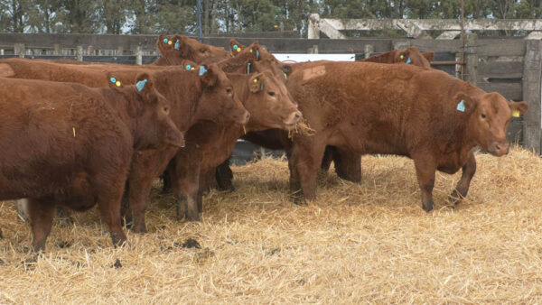 LOTE 11 – 12 VAQUILLONAS PC PREÑADAS