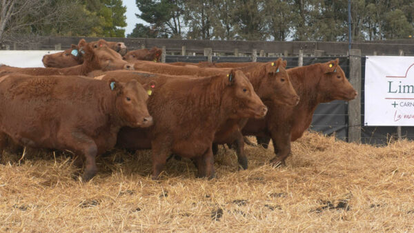 LOTE 12 – 11 VAQUILLONAS PC PREÑADAS