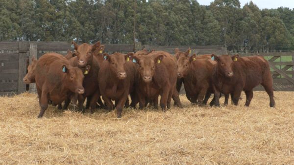 LOTE 13 – 11 VAQUILLONAS PC PREÑADAS