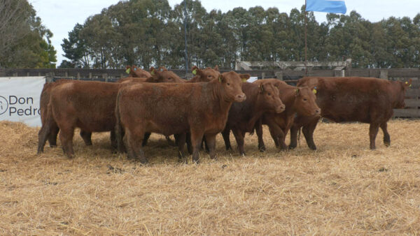 LOTE 14 – 10 VAQUILLONAS PC