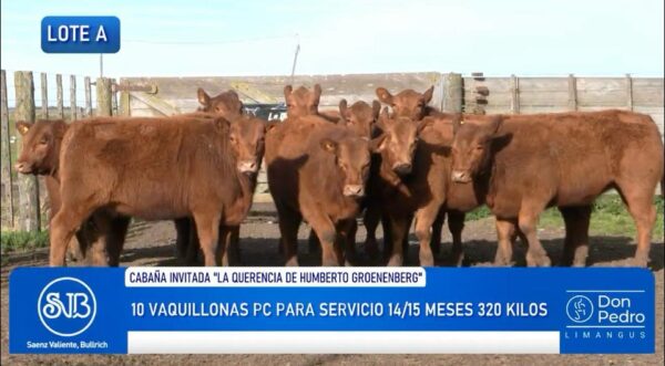 LOTE A – 10 VAQUILLONAS PC