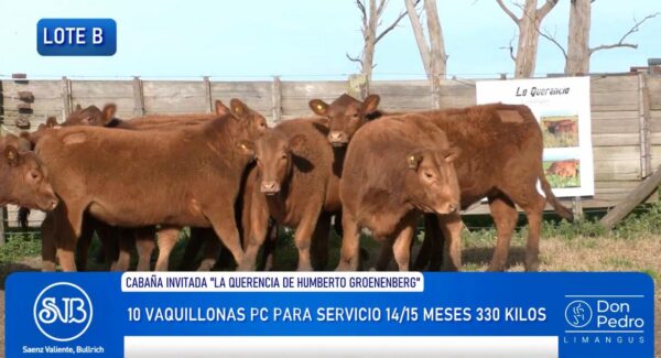 LOTE B – 10 VAQUILLONAS PC