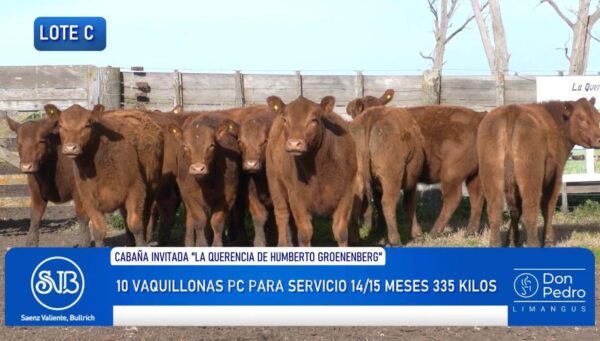 LOTE C – 10 VAQUILLONAS PC