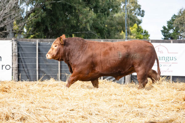 LOTE 23 – RP. RP 43