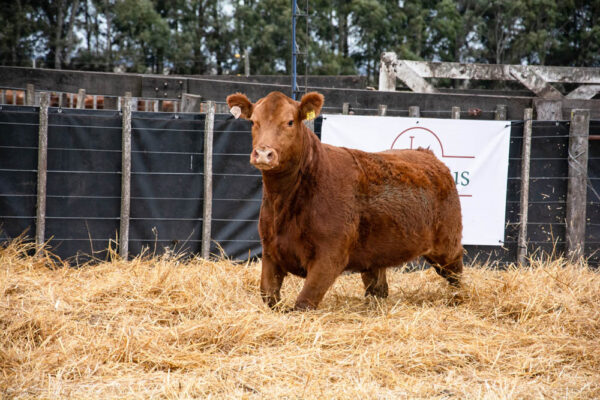LOTE 04 – RP. 34
