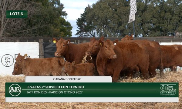 LOTE 06 - 6 VACAS 2° SERV. CON TERNERO