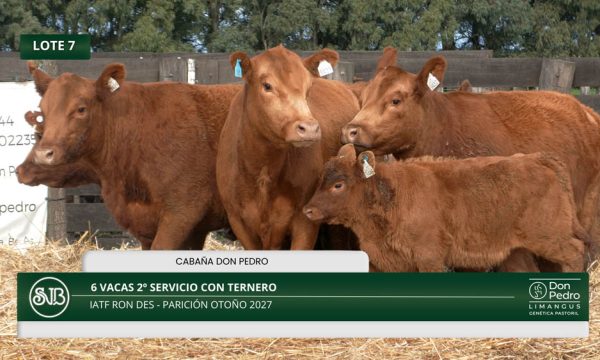 LOTE 07 - 6 VACAS 2° SERV. CON TERNERO