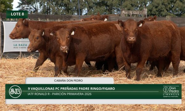 LOTE 08 - 9 VAQUILLONAS PC PREÑADAS