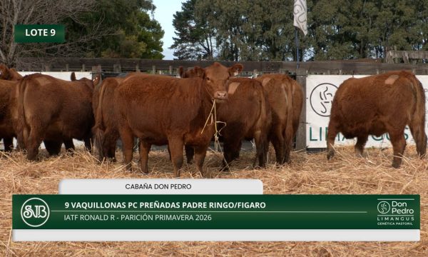 LOTE 09 - 9 VAQUILLONAS PC PREÑADAS
