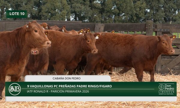 LOTE 10 - 9 VAQUILLONAS PC PREÑADAS