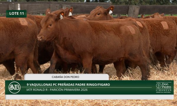 LOTE 11 - 9 VAQUILLONAS PC PREÑADAS