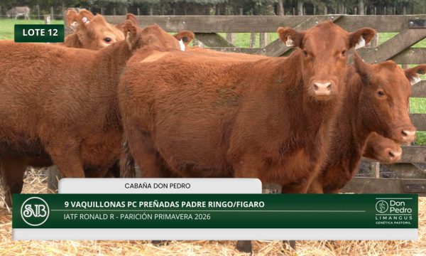 LOTE 12 - 9 VAQUILLONAS PC PREÑADAS