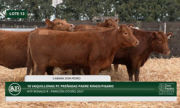 LOTE 13 - 10 VAQUILLONAS PC PREÑADAS