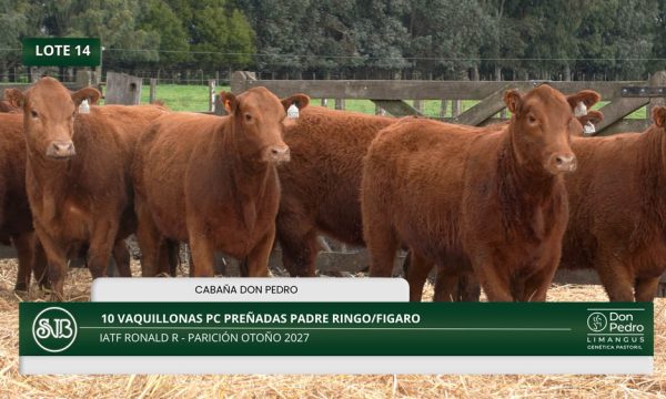 LOTE 14 - 10 VAQUILLONAS PC PREÑADAS
