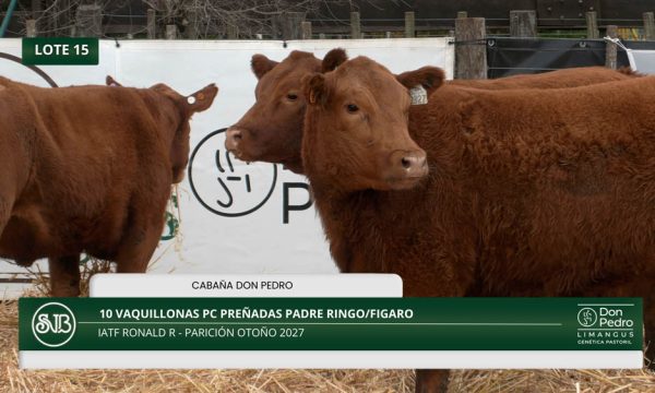 LOTE 15 - 10 VAQUILLONAS PC PREÑADAS