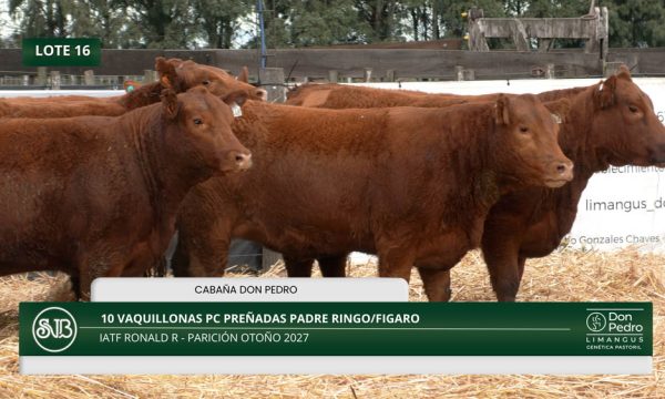 LOTE 16 - 10 VAQUILLONAS PC PREÑADAS