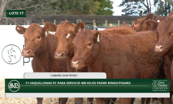 LOTE 17 - 11 VAQUILLONAS PC P/SERVICIO