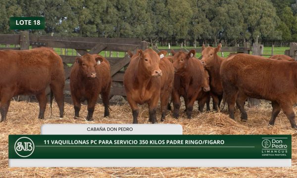 LOTE 18 - 11 VAQUILLONAS PC P/SERVICIO