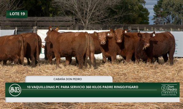 LOTE 19 - 10 VAQUILLONAS PC P/SERVICIO