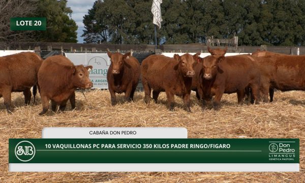 LOTE 20 - 10 VAQUILLONAS PC P/SERVICIO