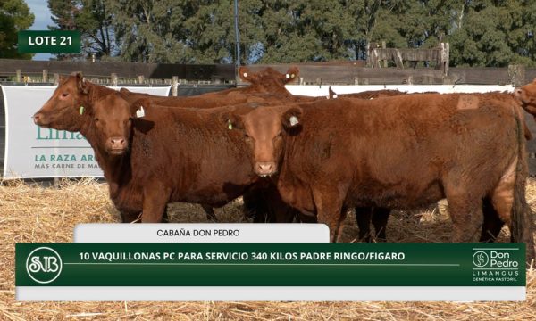 LOTE 21 - 10 VAQUILLONAS PC P/SERVICIO