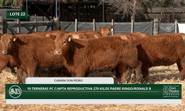 LOTE 22 - 10 TERNERAS PC C/APTA REPRODUCTIVA