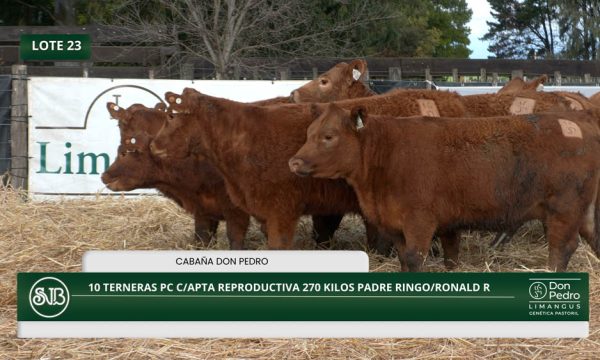 LOTE 23 - 10 TERNERAS PC C/APTA REPRODUCTIVA