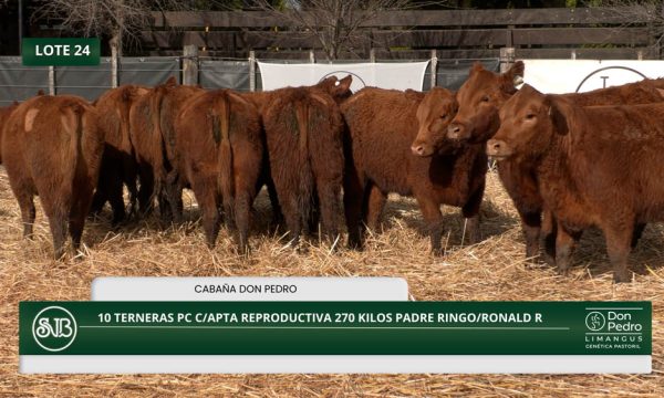LOTE 24 - 10 TERNERAS PC C/APTA REPRODUCTIVA