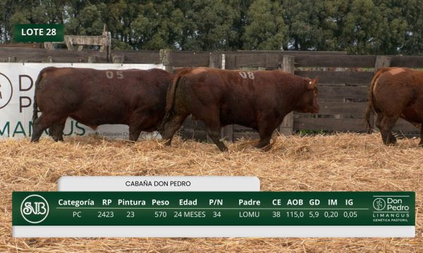LOTE 28 - RP. 2405/2408/2429
