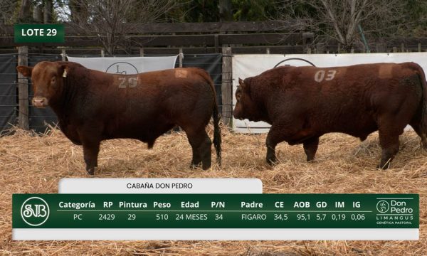 LOTE 29 - RP. 2403/2429