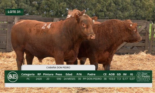 LOTE 31 - RP. 2420/2424/2435