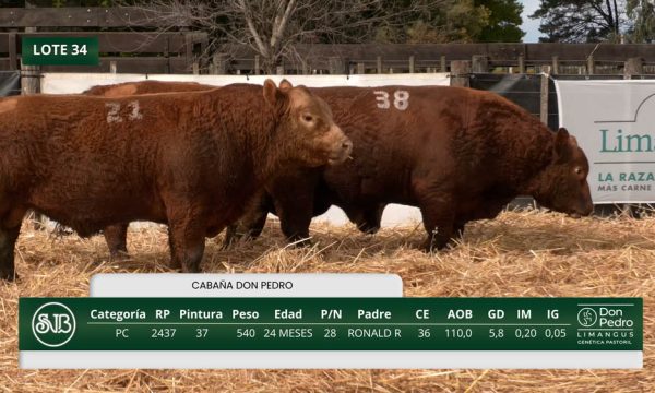 LOTE 34 - RP. 2421/2437/2438