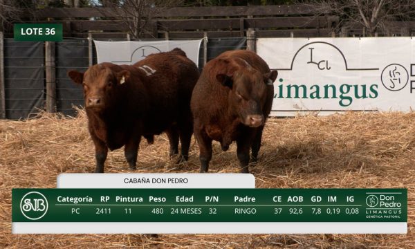 LOTE 36 - RP. 2411/2414/2417