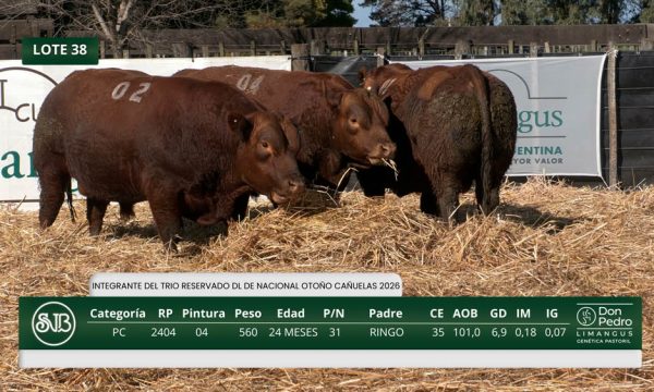 LOTE 38 - RP. 2401/2402/2404
